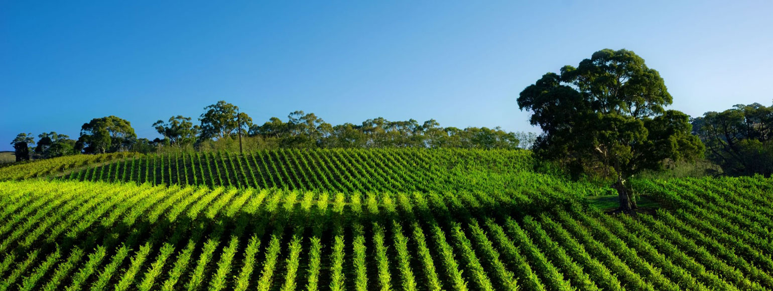 Vineyard Removal